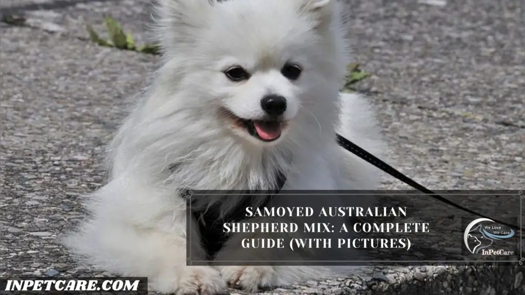 Samoyed Australian Shepherd Mix: A Complete Guide (With Pictures)
