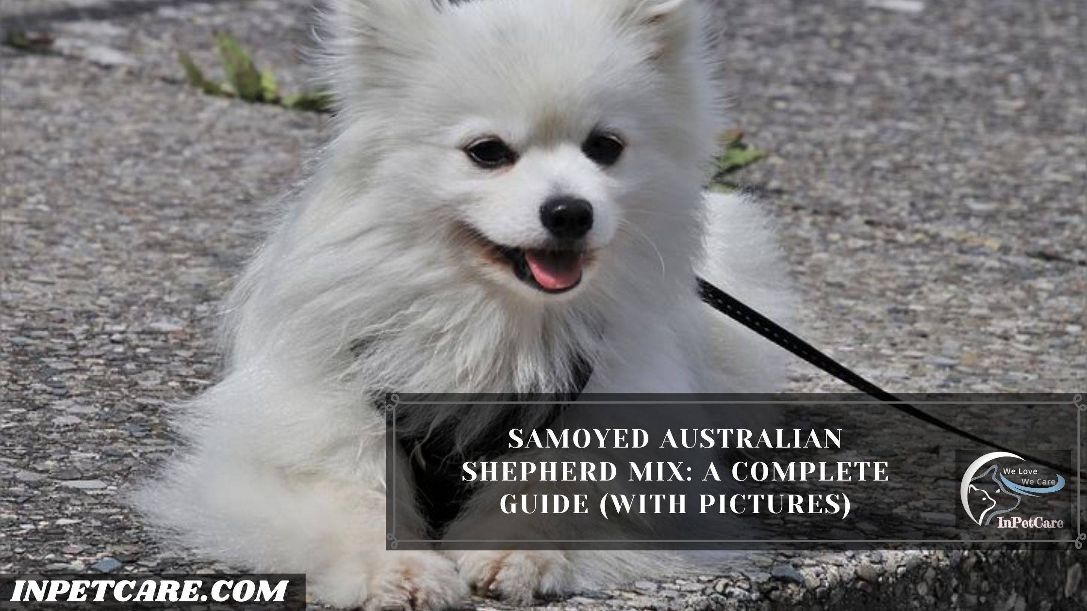 Samoyed Australian Shepherd Mix: A Complete Guide (With Pictures)