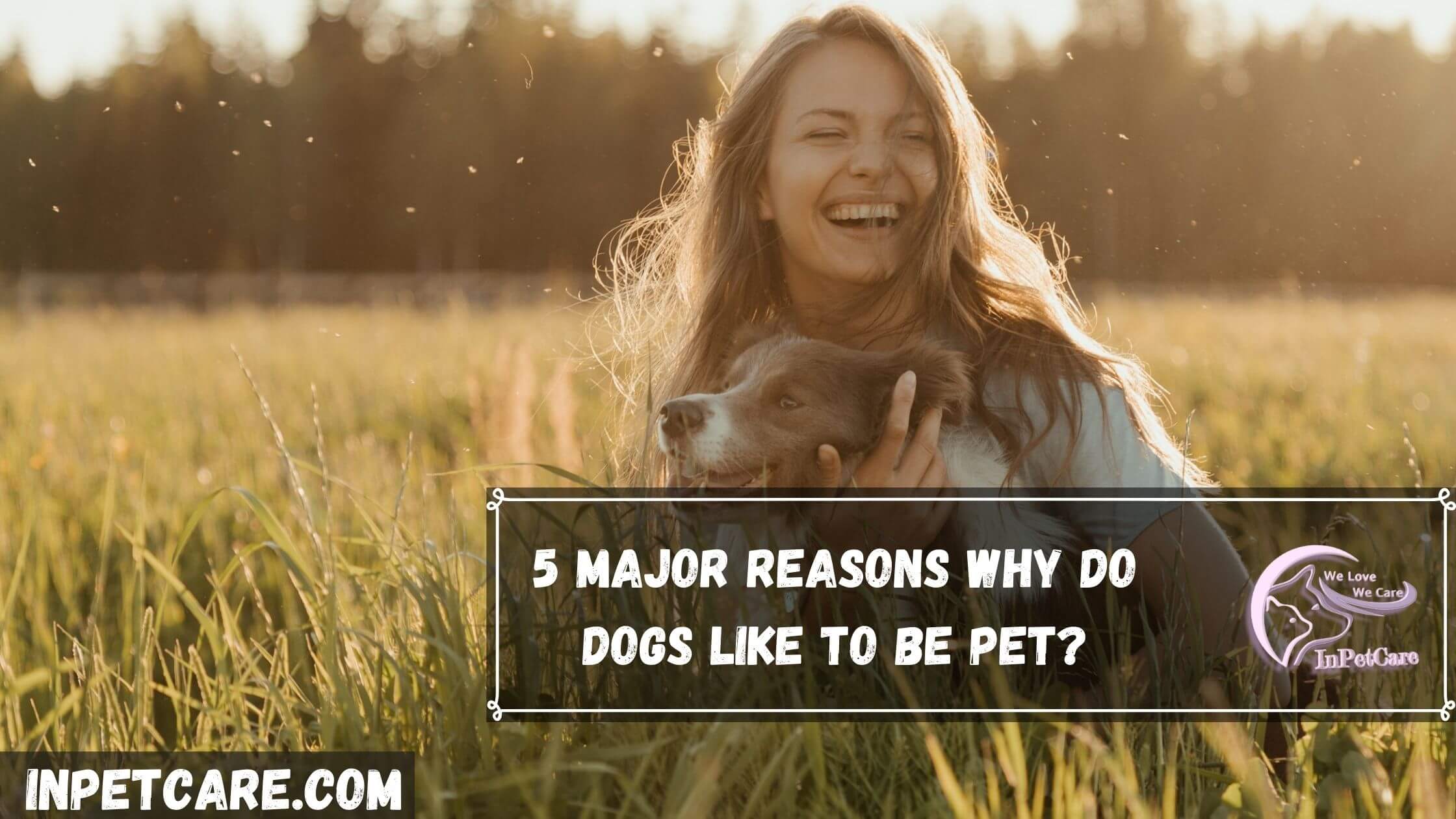 5 Major Reasons Why Do Dogs Like To Be Pet?