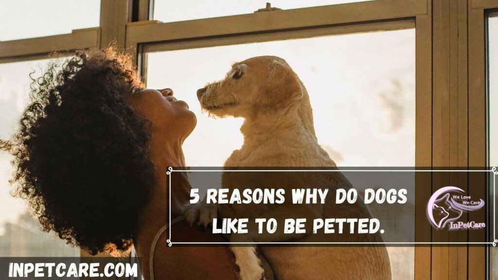 why do dogs like to be petted.