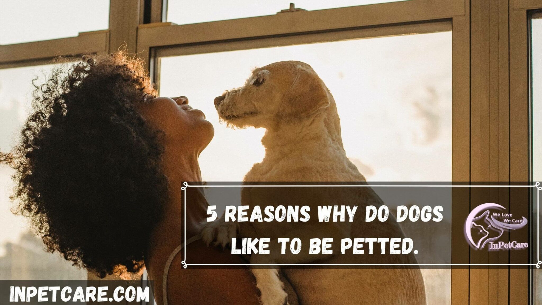 5 Major Reasons Why Do Dogs Like To Be Pet?
