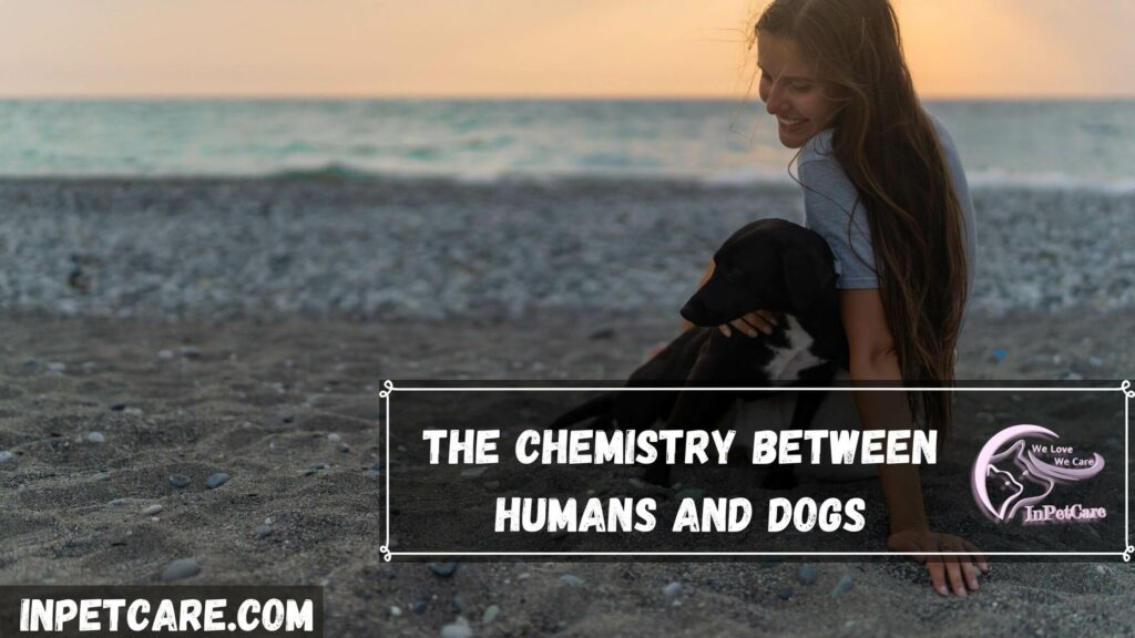 The Chemistry Between Humans And Dogs