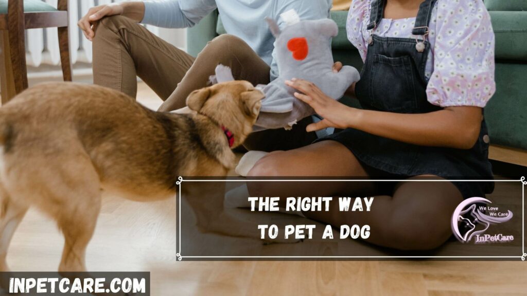 The right way to pet a dog