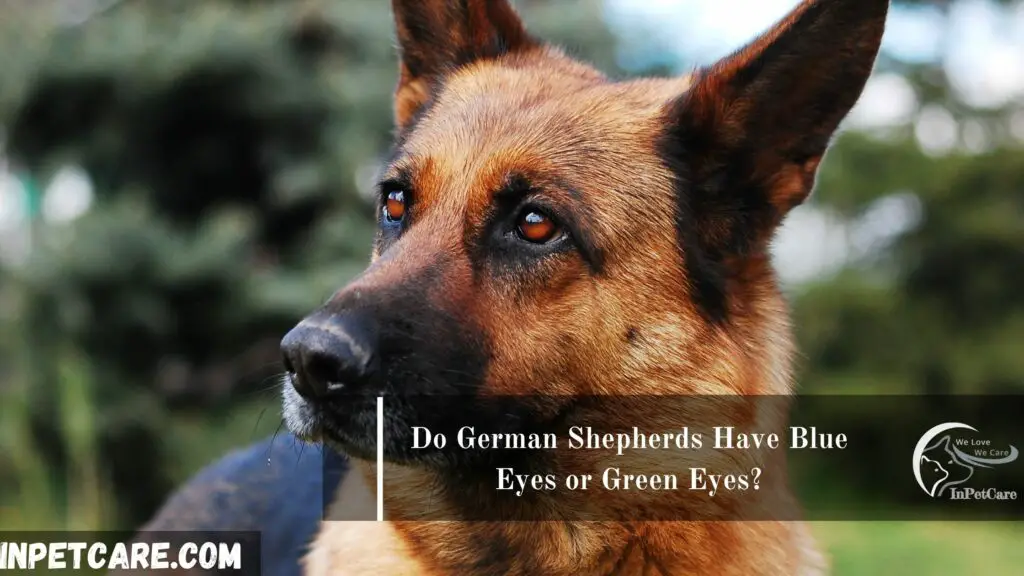 Do German Shepherds Have Blue Eyes or Green Eyes?