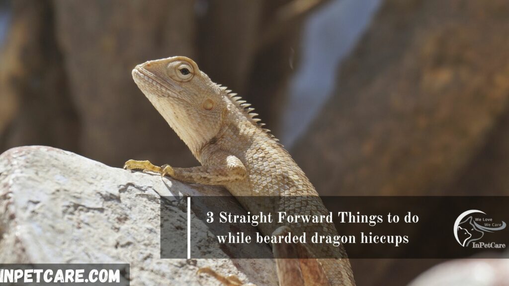 3 Straight Forward Things to do while bearded dragon hiccups