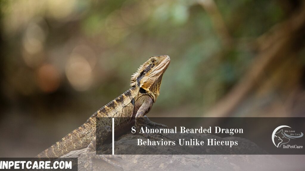 8 Abnormal Bearded Dragon Behaviors Unlike Hiccups