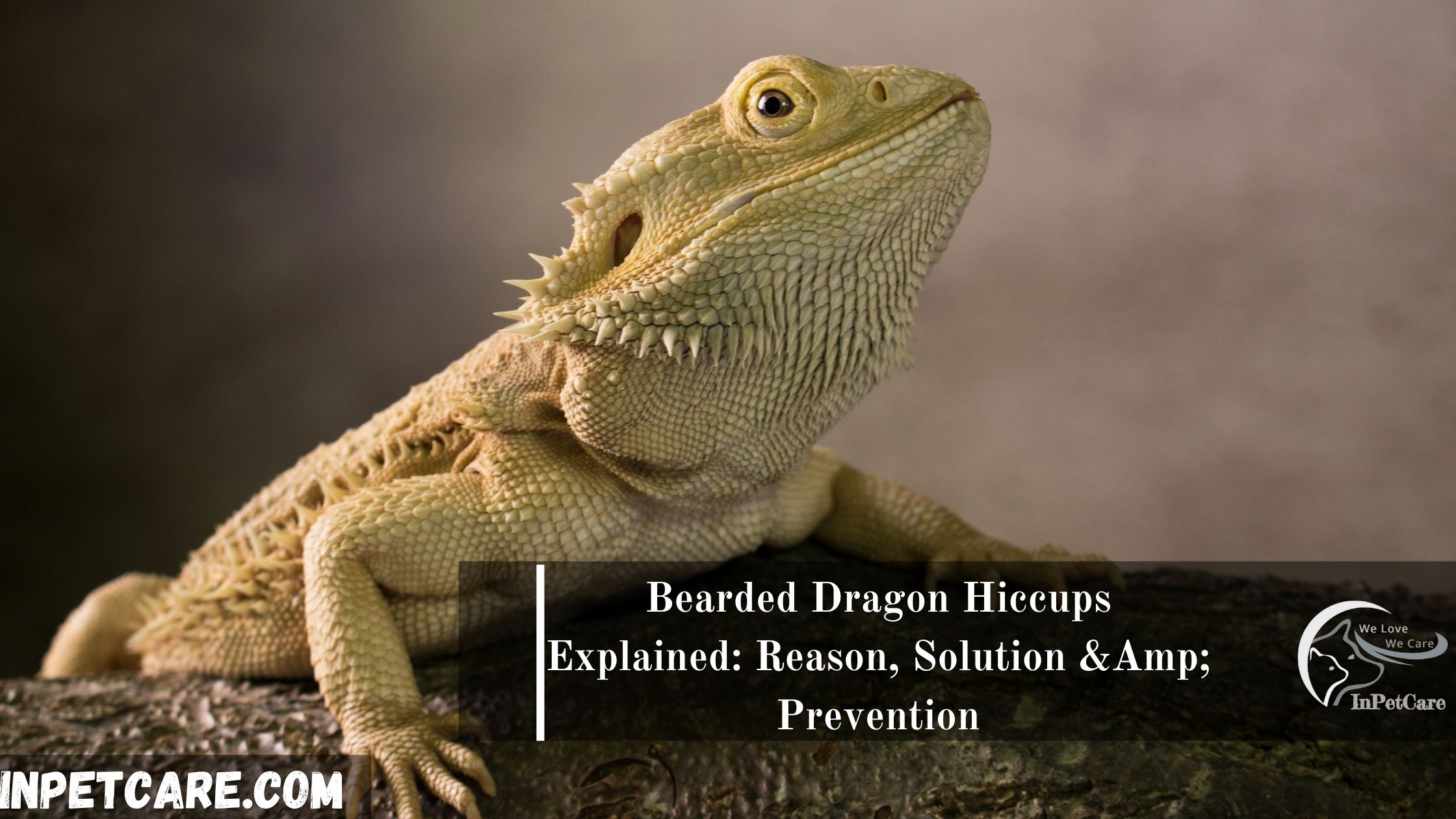 Bearded Dragon Hiccups: 3 Reasons+ 4 Solutions