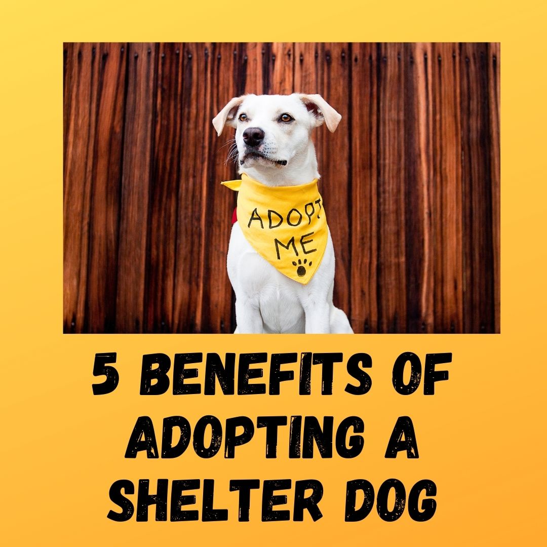 5 Benefits of Adopting a Shelter Dog