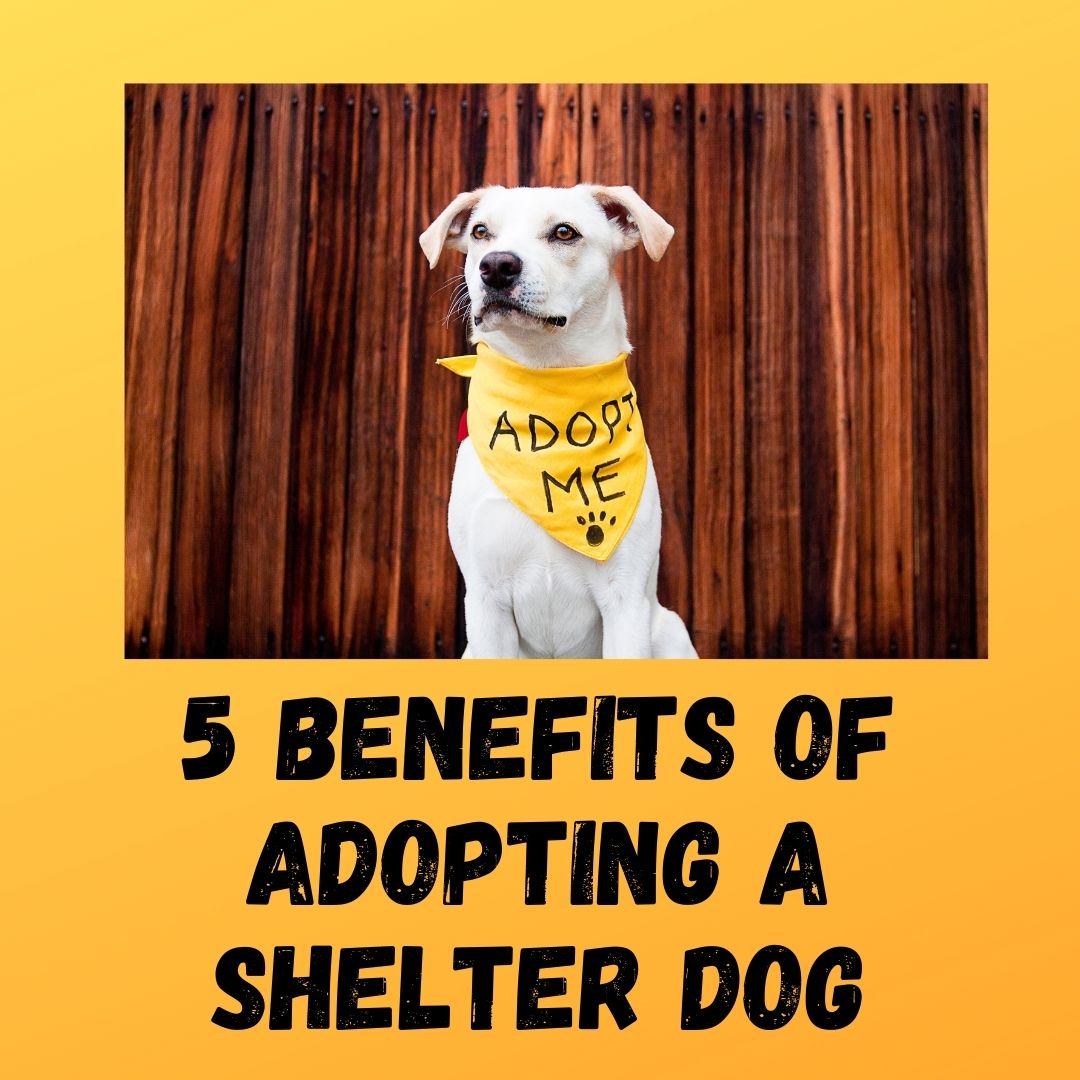 Benefits of Adopting a Shelter Dog