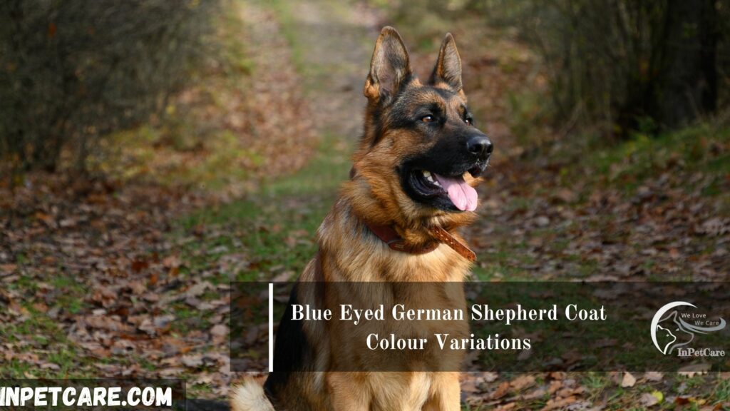 Blue Eyed German Shepherd Coat Colour Variations