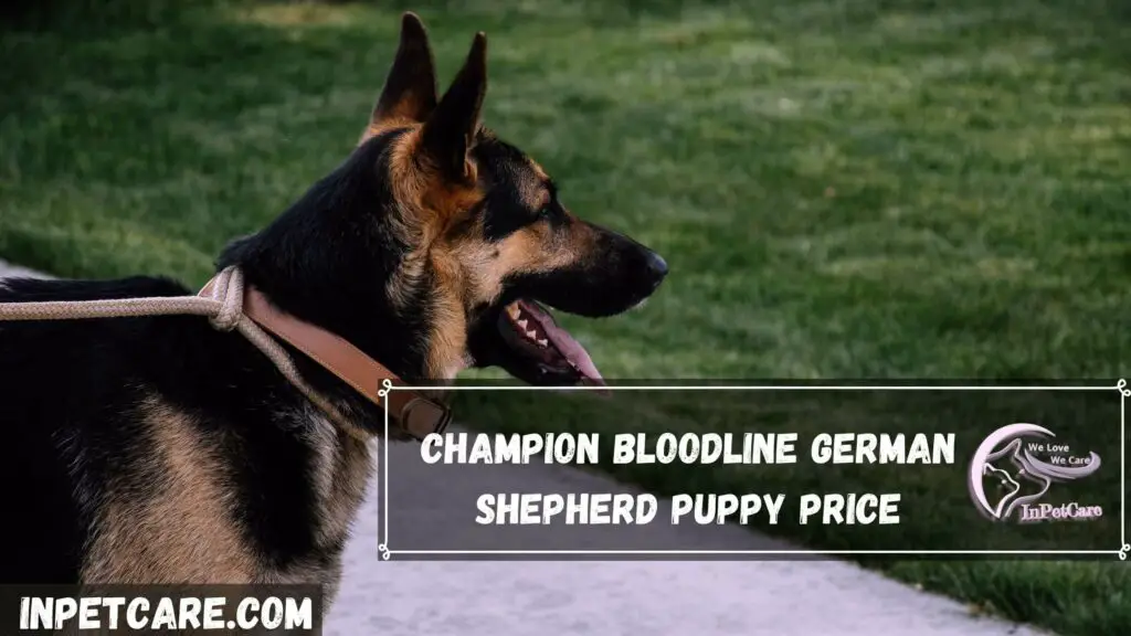 Champion Bloodline German Shepherd Puppy Price