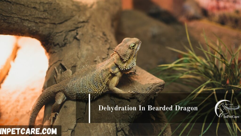 Dehydration In Bearded Dragon