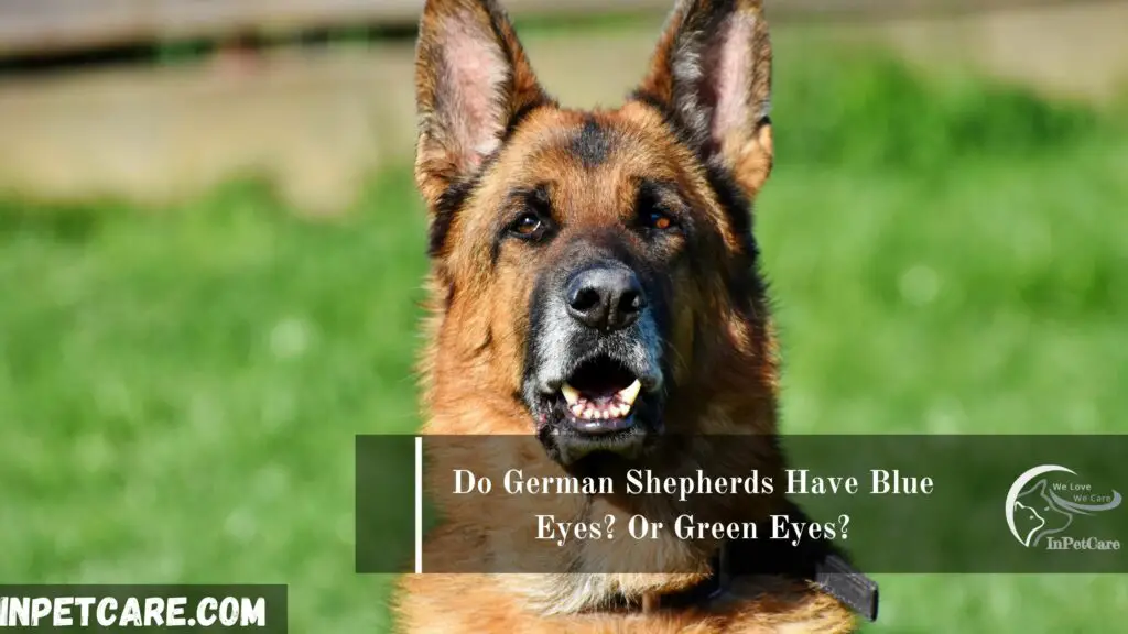 Do German Shepherds Have Blue Eyes? Or Green Eyes?