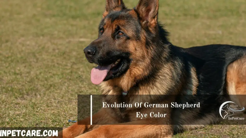 Evolution Of German Shepherd Eye Color