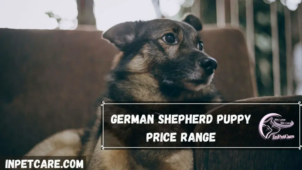 How Much Are German Shepherd Puppies