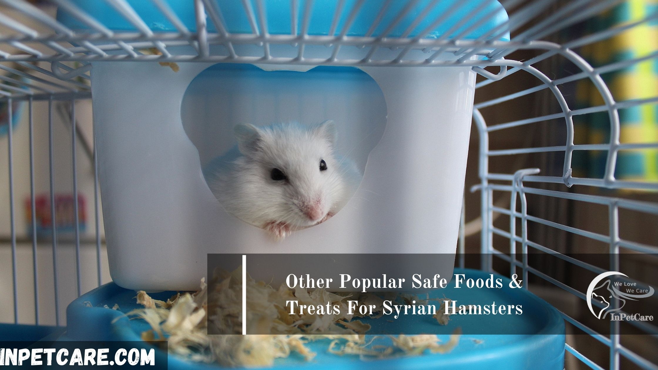 Common Kidney Problems In Syrian Hamsters preview
