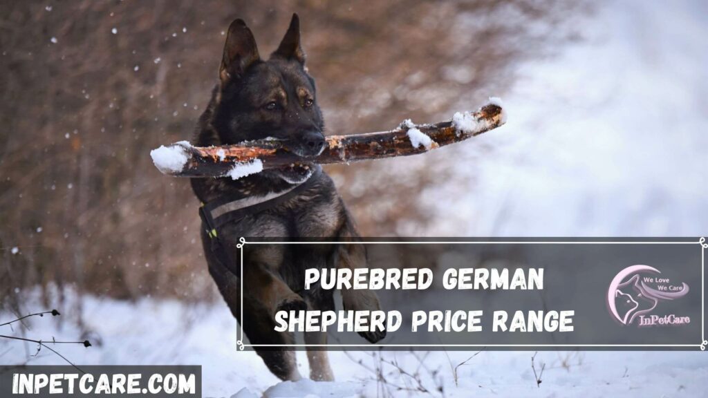 Purebred German Shepherd Puppies Price Range