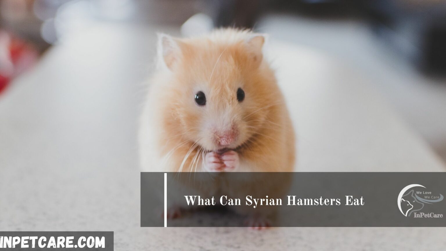 What Can Syrian Hamsters Eat? [Safe Food List]