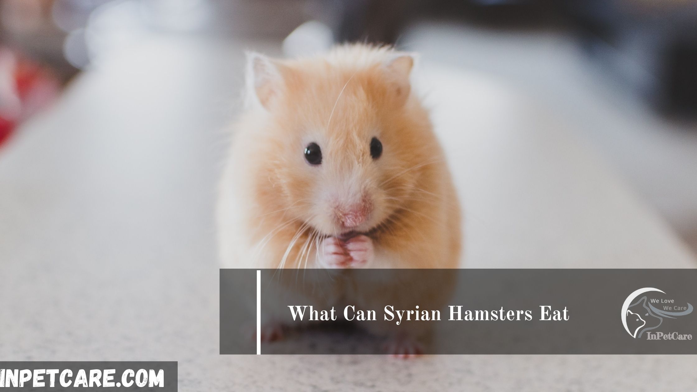 What Can Syrian Hamsters Eat? [Safe Food list]