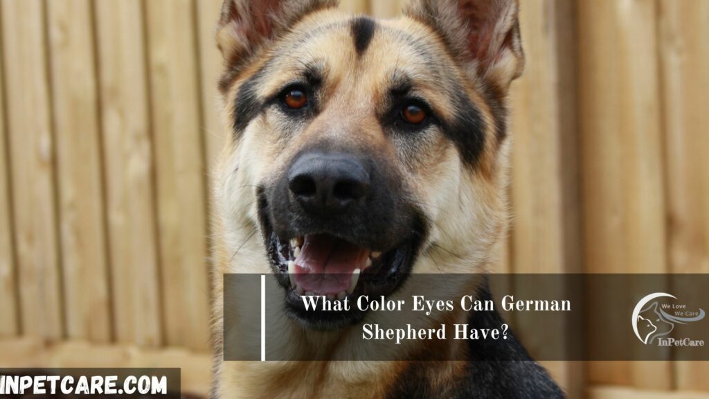 What Color Eyes Can German Shepherd Have?