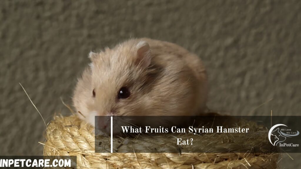 What Fruits Can Syrian Hamster Eat?
