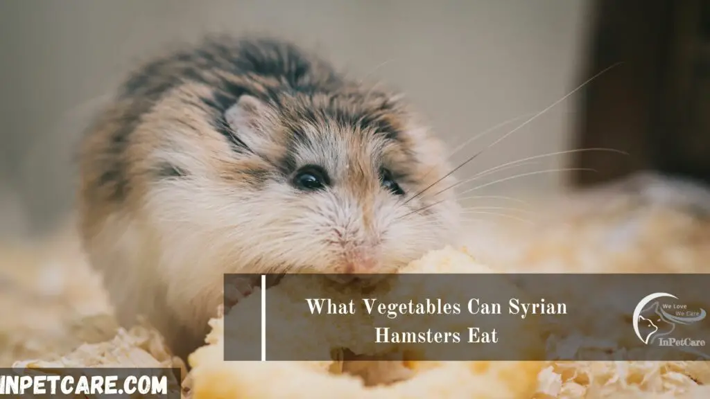 What Vegetables Can Syrian Hamsters Eat