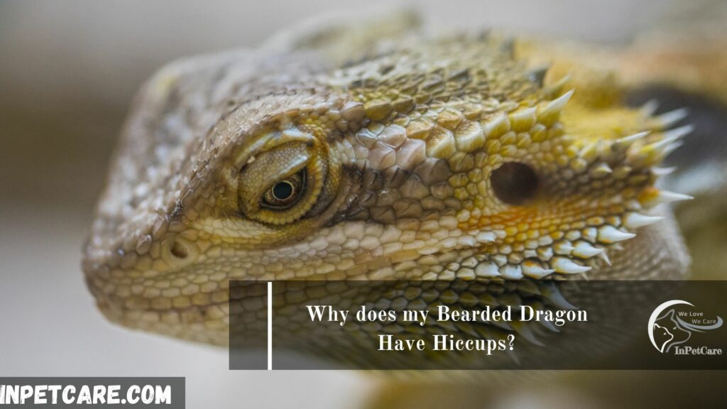 Why does my Bearded Dragon Have Hiccups?
