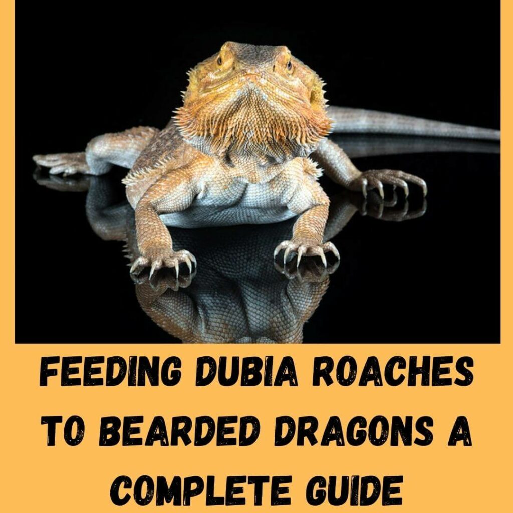 feeding dubia roaches to bearded dragons a complete guide