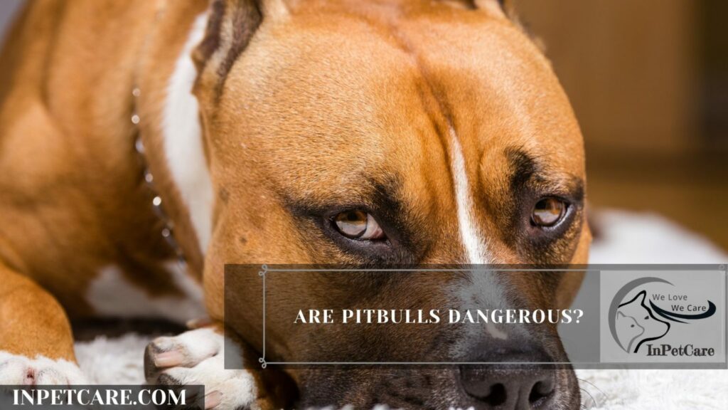 Why Are Pitbulls Dangerous? (7 Reasons Why They Attack)