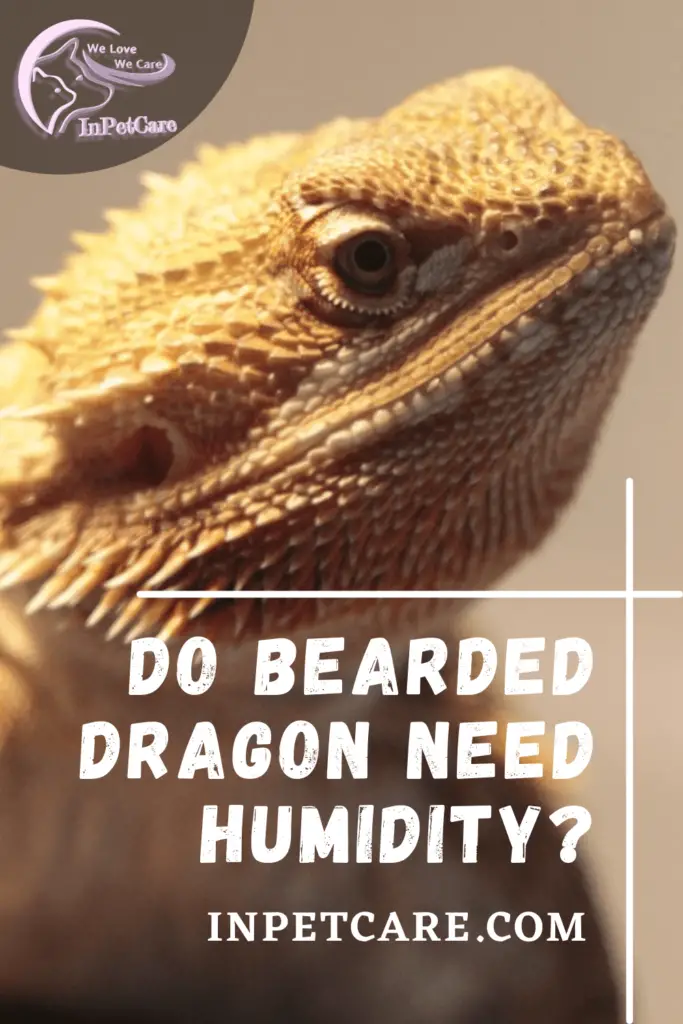 Do Bearded Dragon Need Humidity (1)