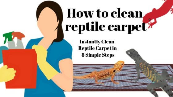 7 Easy Steps How to Clean Reptile Carpet (With Pictures)