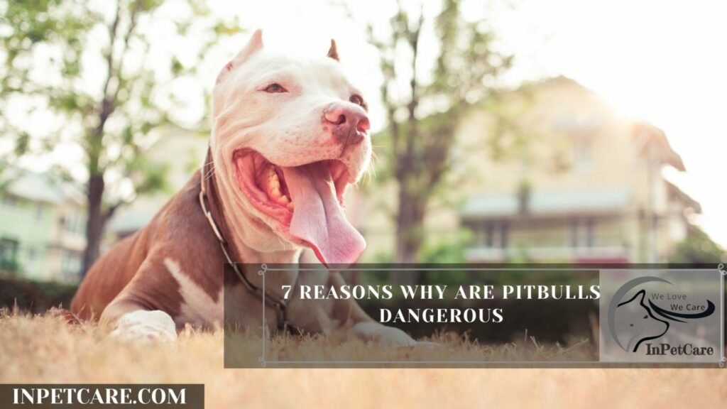 Why Are Pitbulls Dangerous? (7 Reasons Why They Attack)