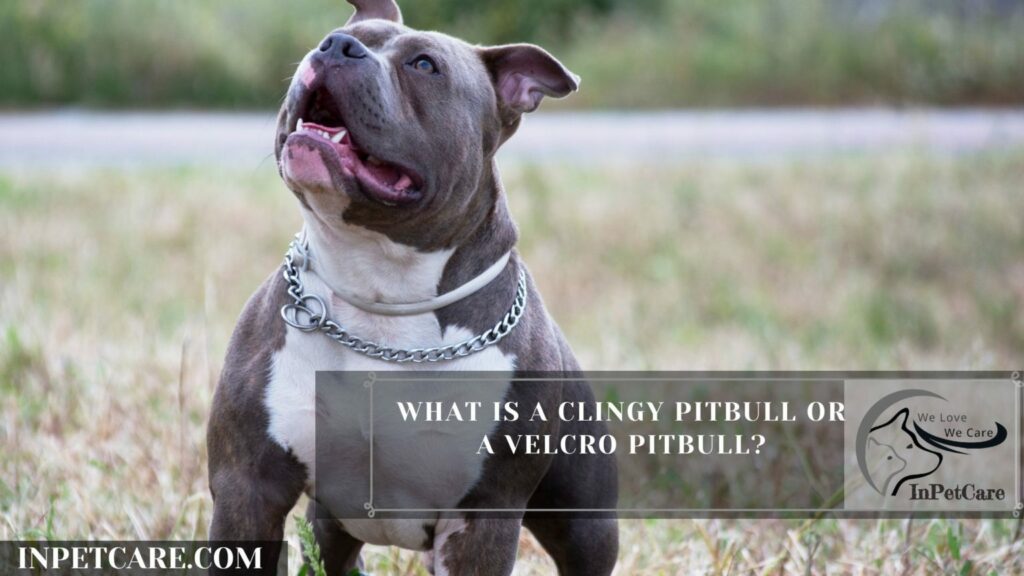 Why Are Pitbulls So Clingy? (6 Ways To Reduce Such Behavior)