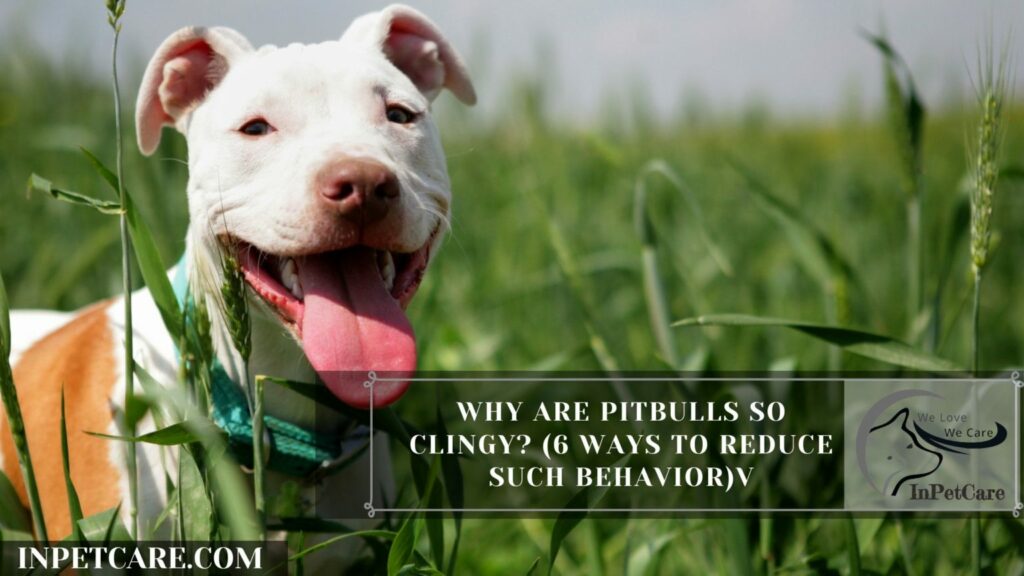 Why Are Pitbulls So Clingy? (6 Ways To Reduce Such Behavior)