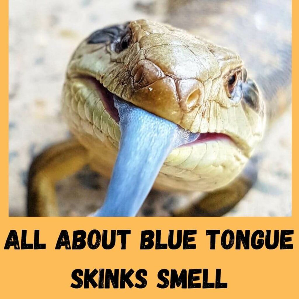 all about blue tongue skinks smell