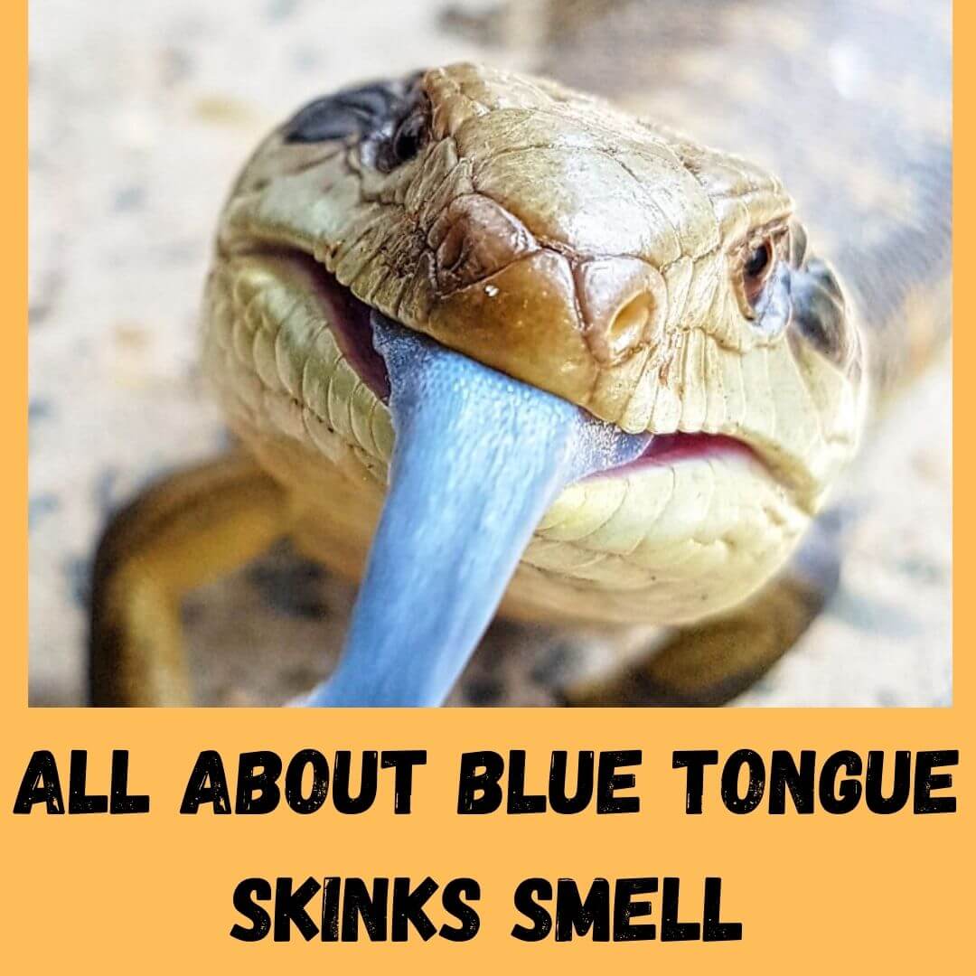 Do Blue Tongue Skinks Smell? & Do Skinks Smell With Tongue?