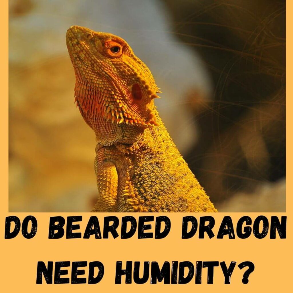 do bearded dragon need humidity