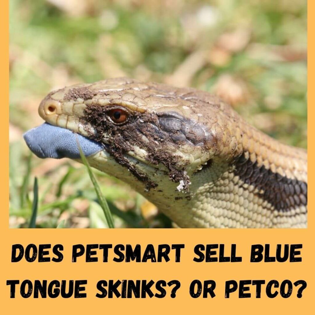 does petsmart sell blue tongue skinks or petco