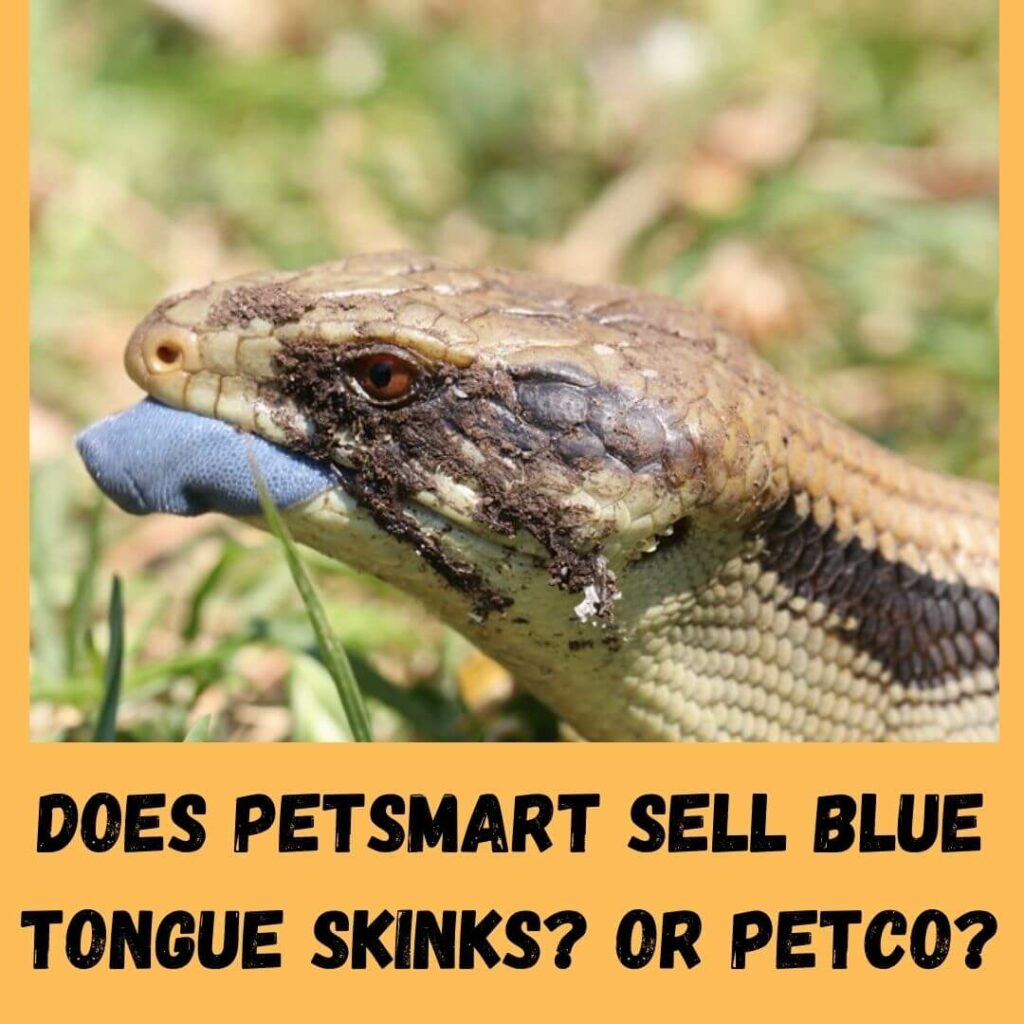Does Petsmart Sell Blue Tongue Skinks Or Petco 2022 Price