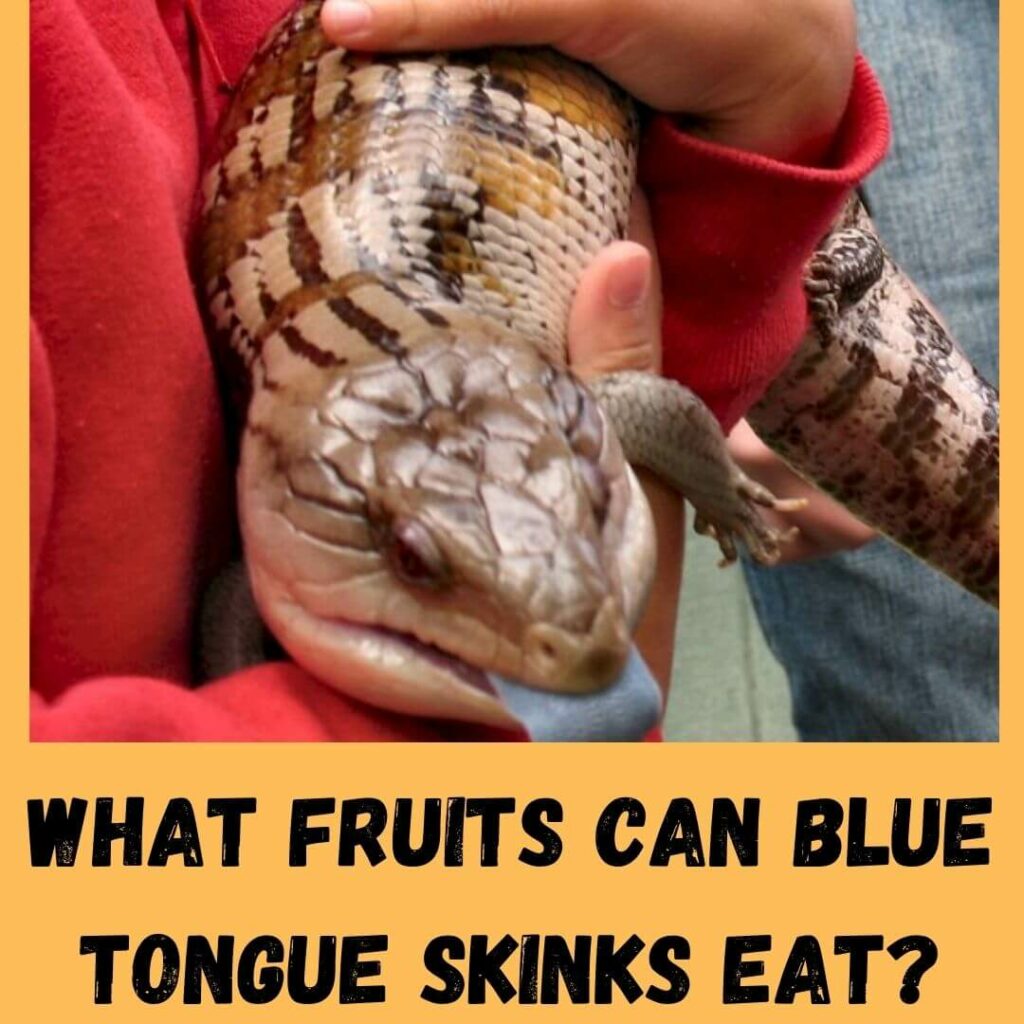 what fruits can blue tongue skinks eat