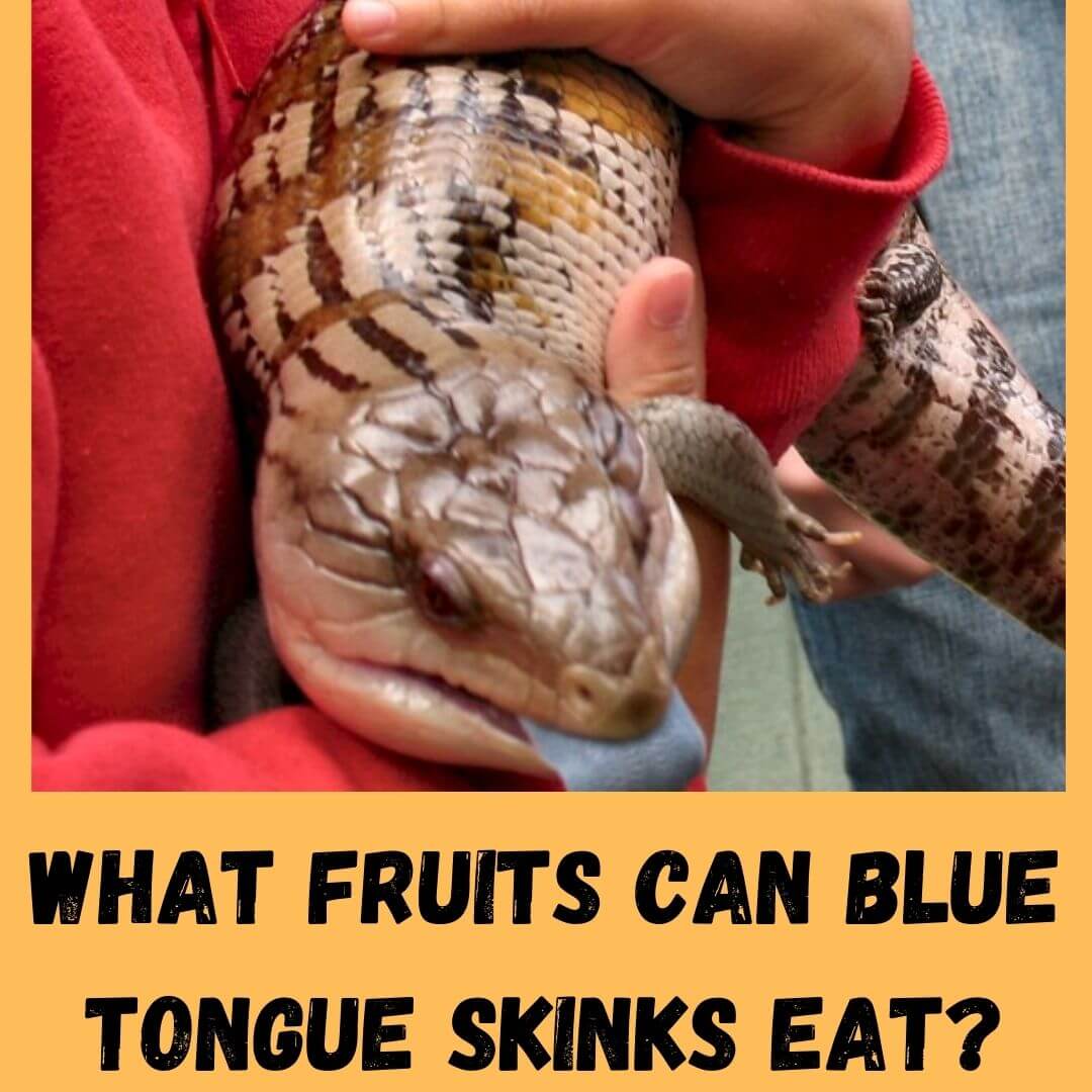 What Fruits Can Blue Tongue Skinks Eat? 7 Safe+6 Unsafe