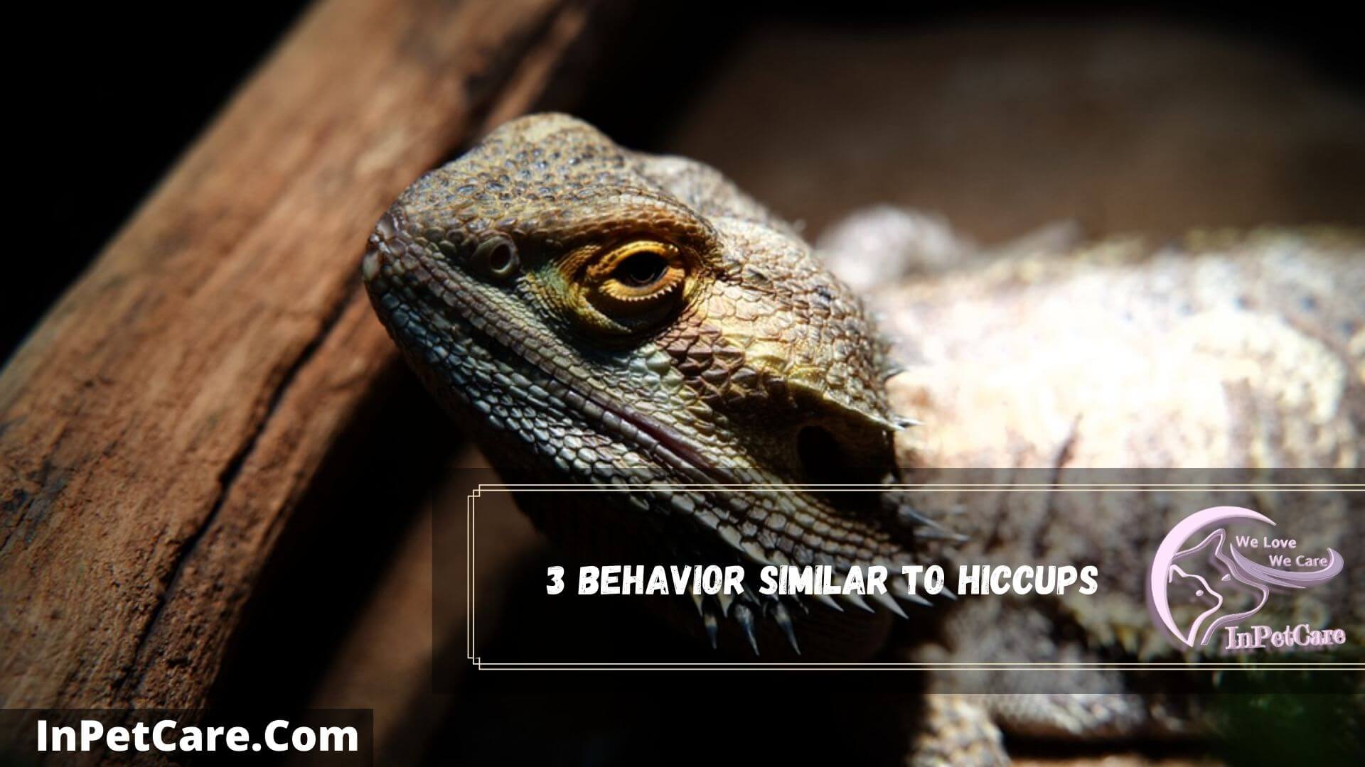 Bearded Dragon Hiccups 3 Reasons+ 4 Solutions