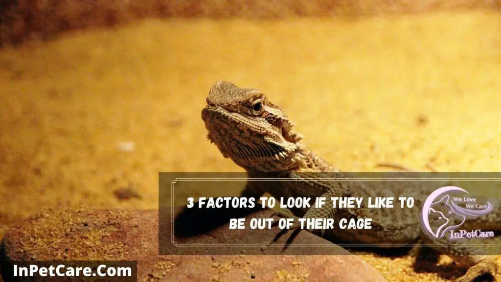 3 factors to look if they like to be out of their cage