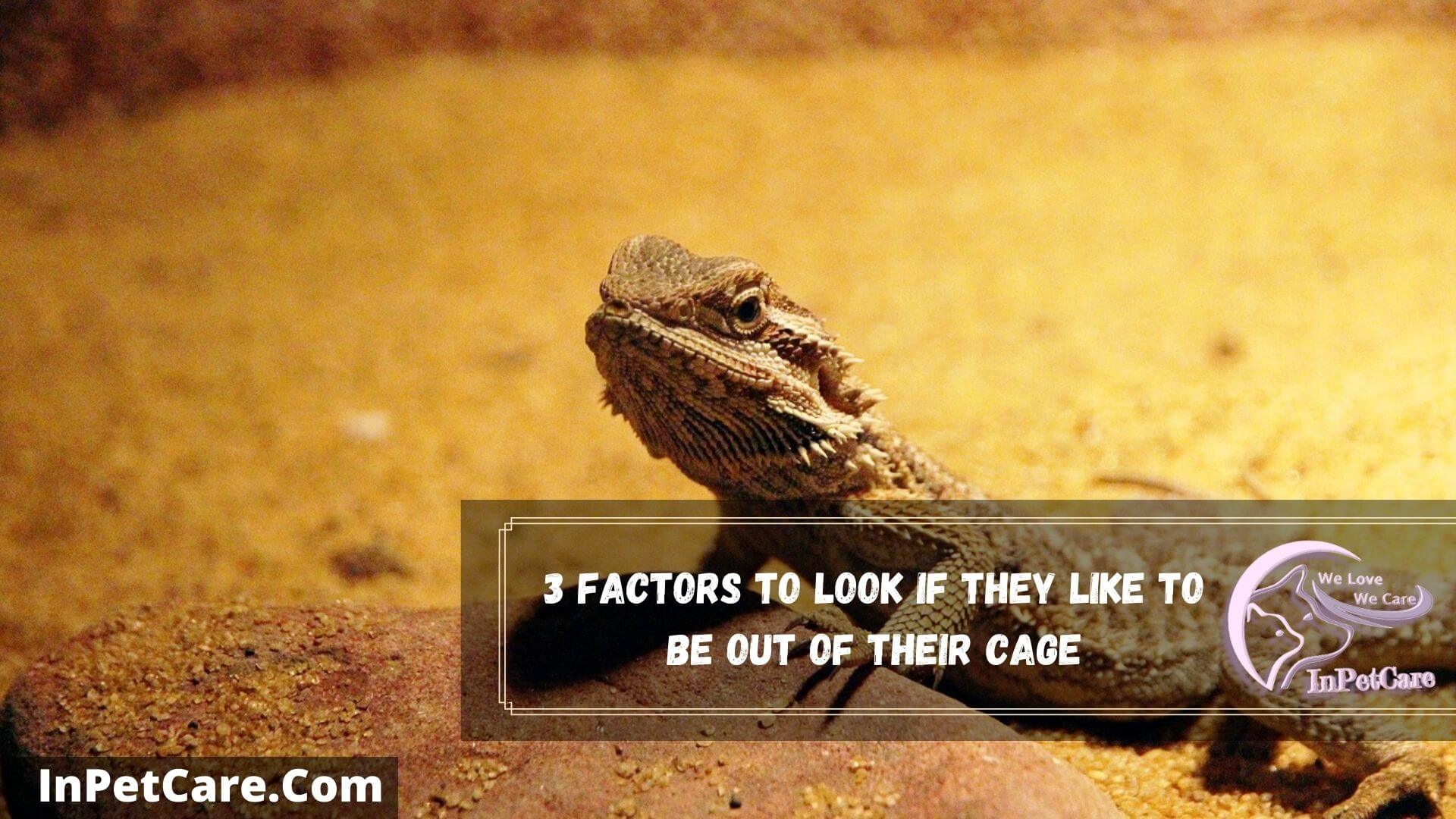 Do Bearded Dragons Like To Be Out Of Their Cage? 5 Reasons