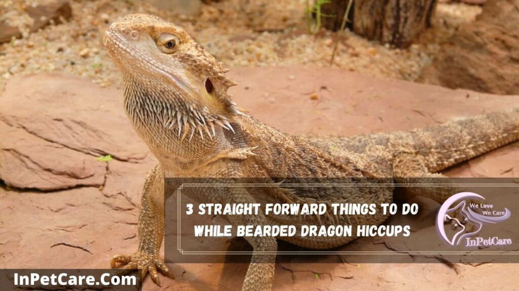 3-straight-forward-things-to-do-while-bearded-dragon-hiccups