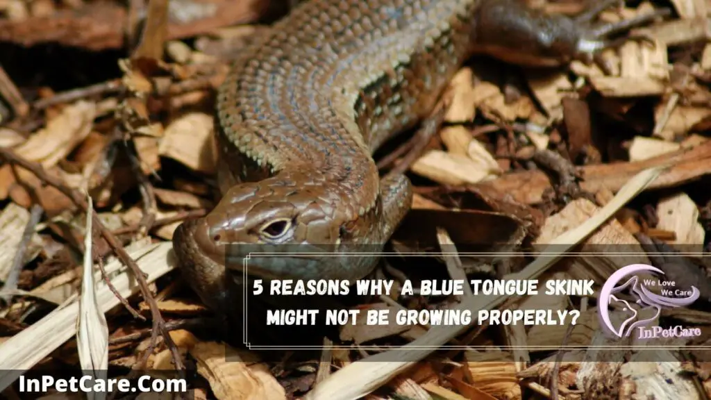 5 reasons why a blue tongue skink might not be growing properly