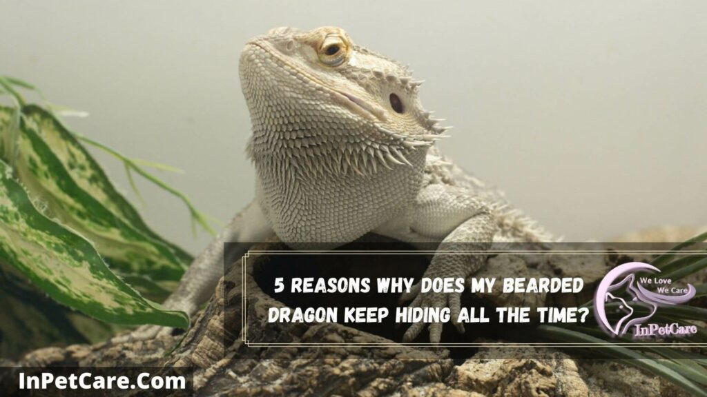 5 reasons why does my bearded dragon keep hiding all the time