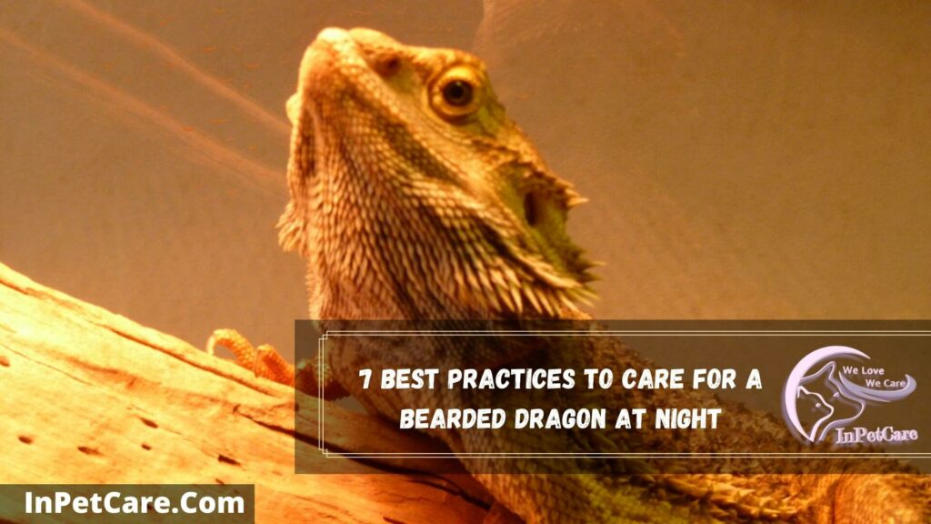 7 best practices to care for a bearded dragon at night