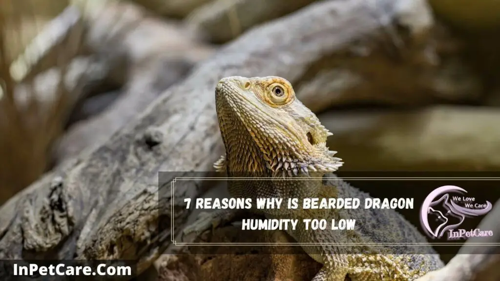 7 reasons why is bearded dragon humidity too low