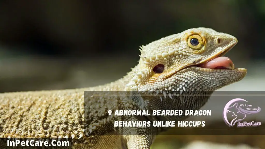 9 abnormal bearded dragon behaviors unlike hiccups